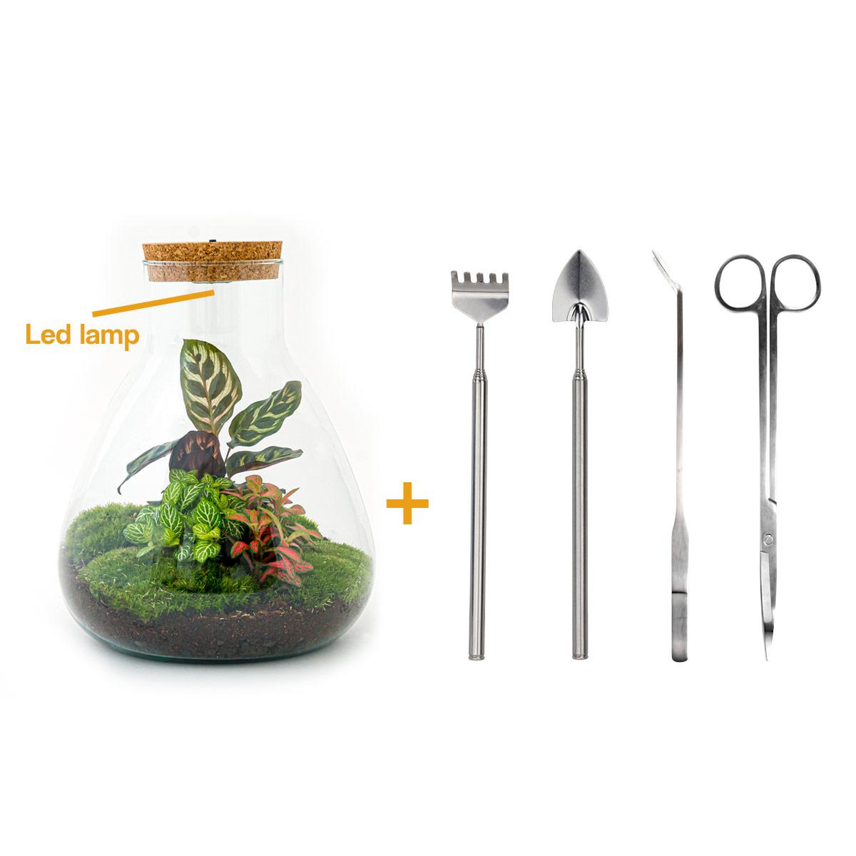 DIY terrarium en pot. Plante verte type DIY terrarium, livrée en pot, idéale pour intérieur lumineux.