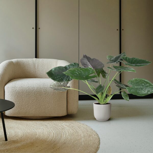 Alocasia Wentii en pot Ø32cm. Plante verte type Alocasia Wentii, livrée en pot, idéale pour intérieur lumineux. – Image 4