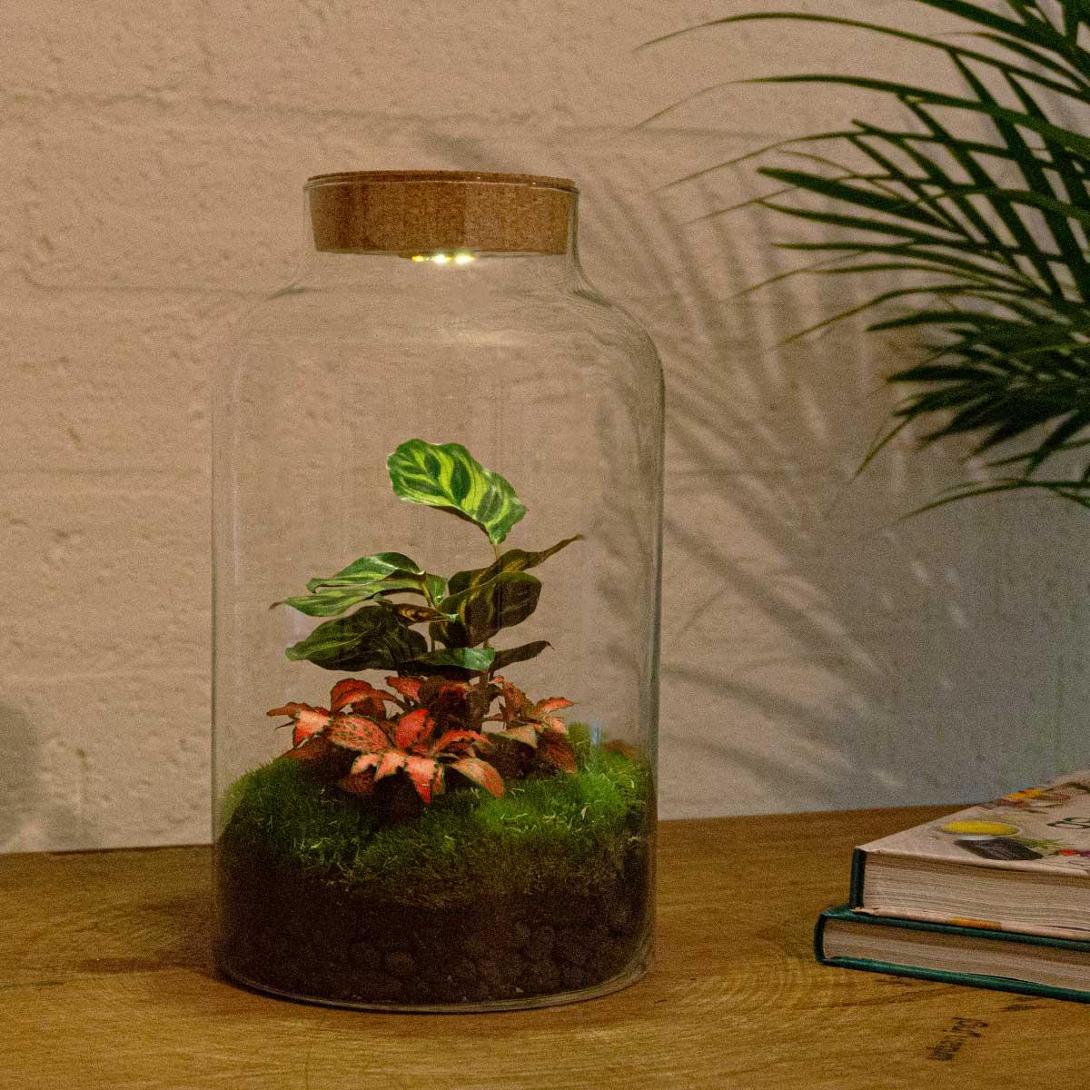 DIY terrarium en pot. Plante verte type DIY terrarium, livrée en pot, idéale pour intérieur lumineux.