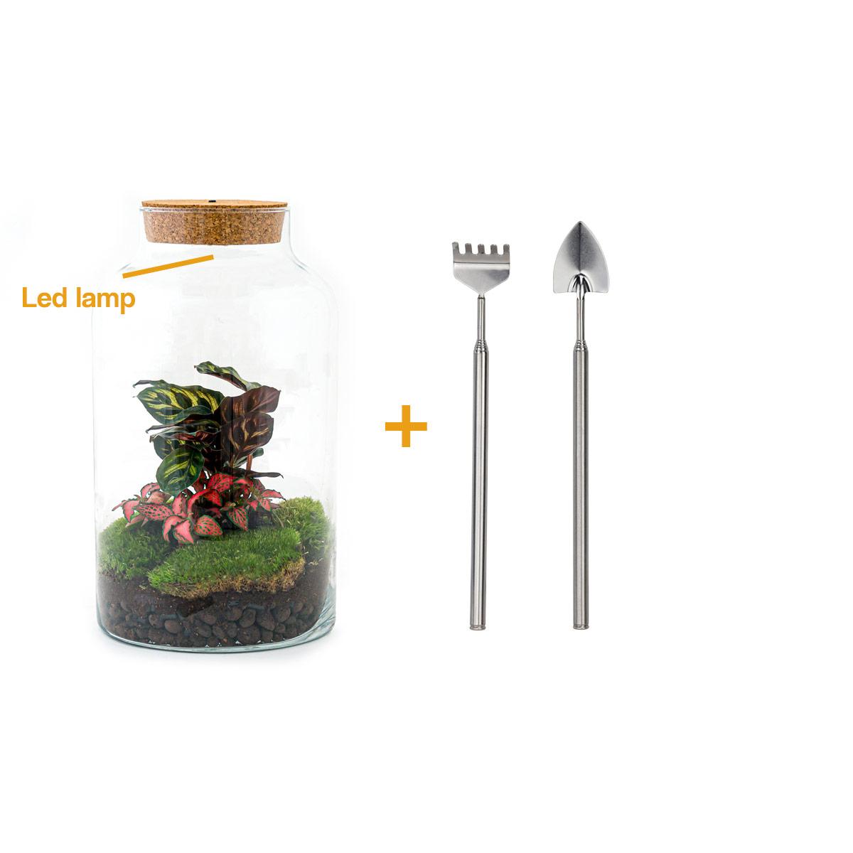DIY terrarium en pot. Plante verte type DIY terrarium, livrée en pot, idéale pour intérieur lumineux.
