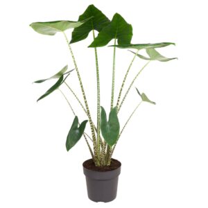 Alocasia Zebrina en pot Ø32cm. Plante verte type Alocasia Zebrina, livrée en pot, idéale pour intérieur lumineux.