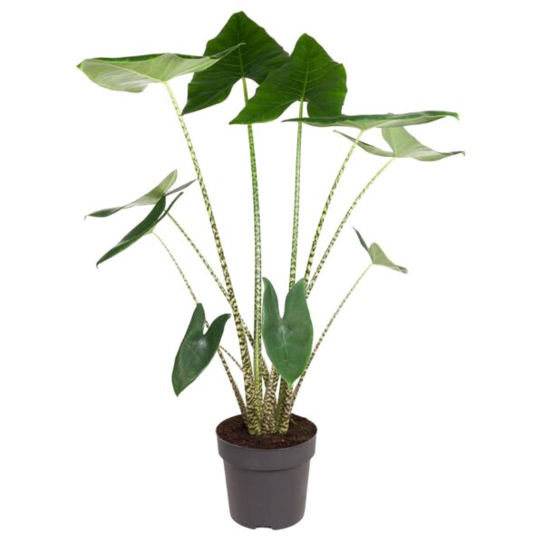 Alocasia Zebrina en pot Ø32cm. Plante verte type Alocasia Zebrina, livrée en pot, idéale pour intérieur lumineux.