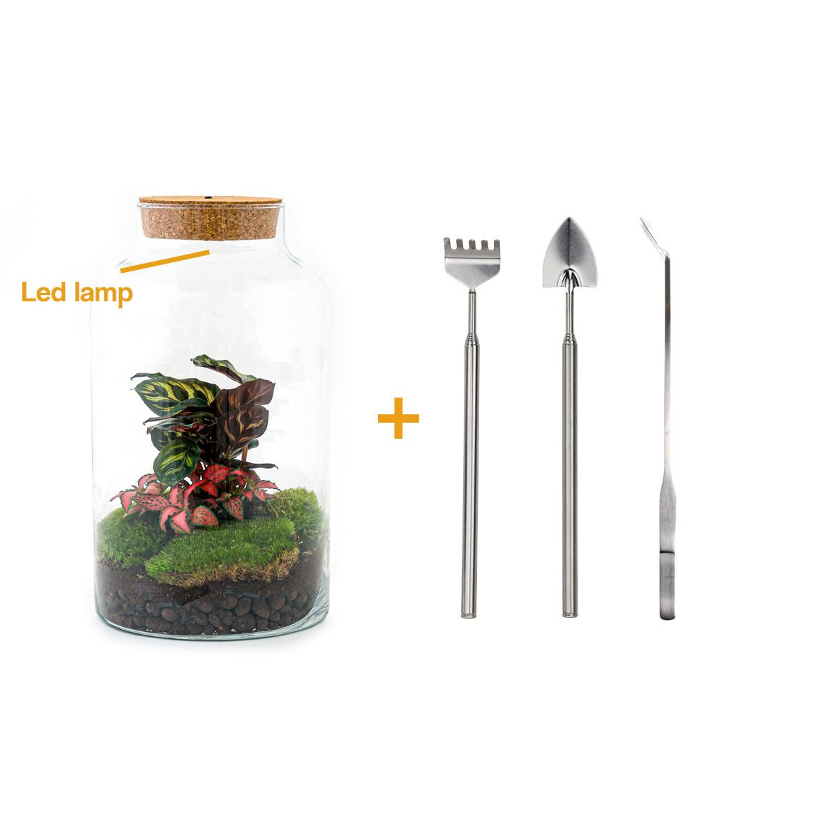 DIY terrarium en pot. Plante verte type DIY terrarium, livrée en pot, idéale pour intérieur lumineux.