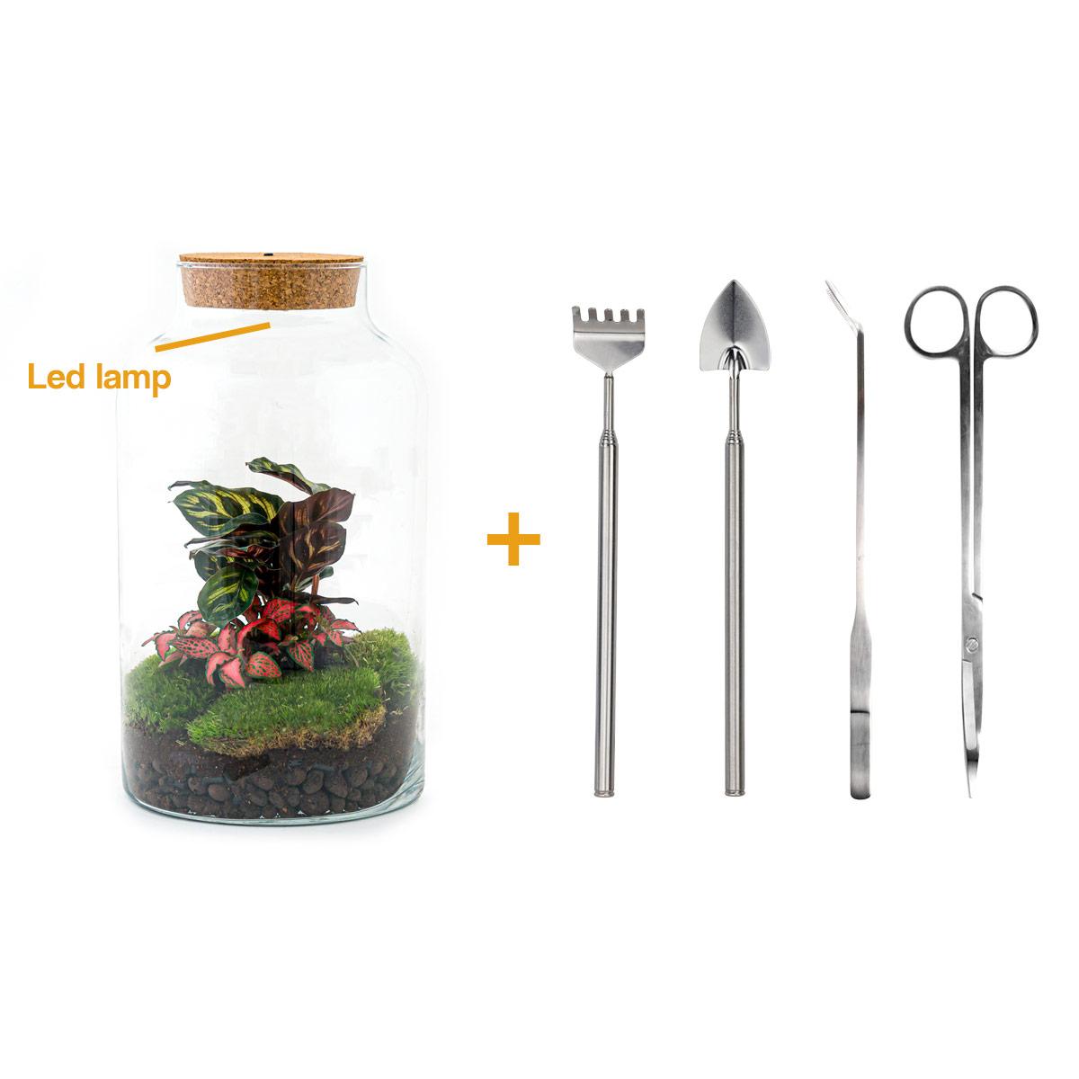 DIY terrarium en pot. Plante verte type DIY terrarium, livrée en pot, idéale pour intérieur lumineux.