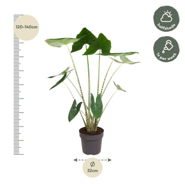 Alocasia Zebrina en pot Ø32cm. Plante verte type Alocasia Zebrina, livrée en pot, idéale pour intérieur lumineux. – Image 2