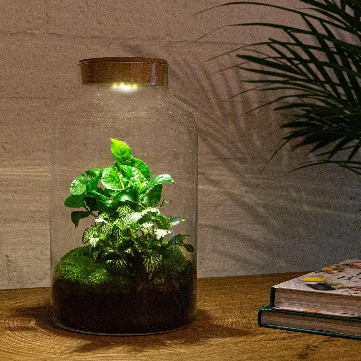 DIY terrarium en pot. Plante verte type DIY terrarium, livrée en pot, idéale pour intérieur lumineux.