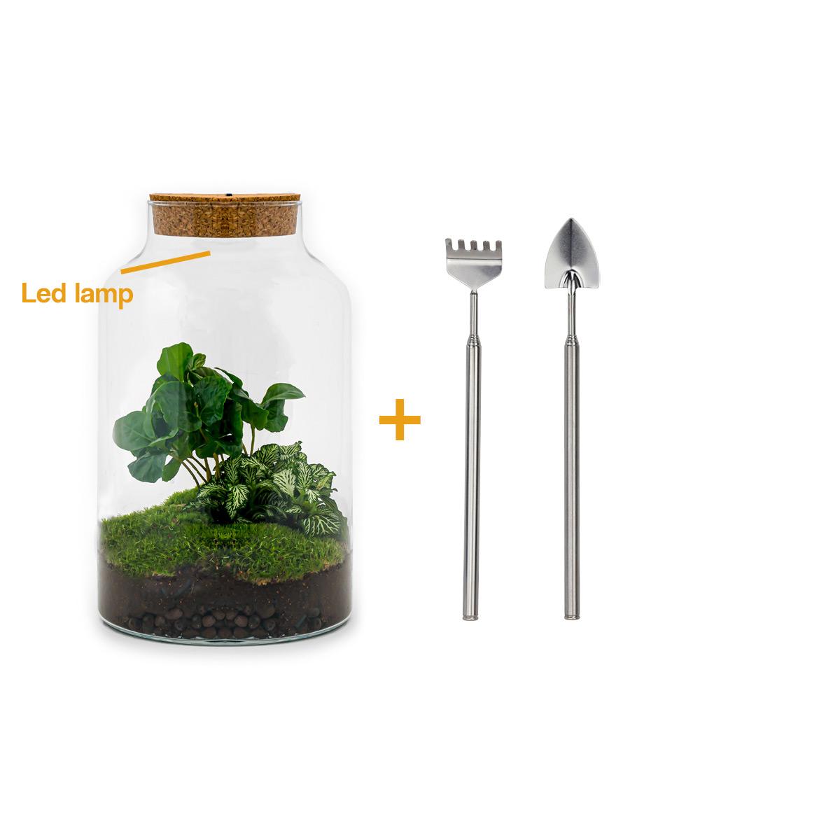 DIY terrarium en pot. Plante verte type DIY terrarium, livrée en pot, idéale pour intérieur lumineux.