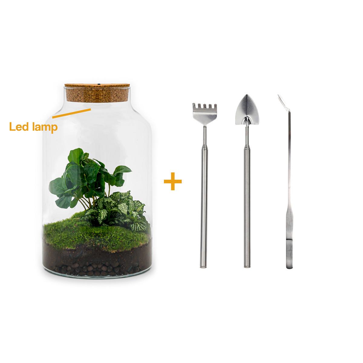 DIY terrarium en pot. Plante verte type DIY terrarium, livrée en pot, idéale pour intérieur lumineux.