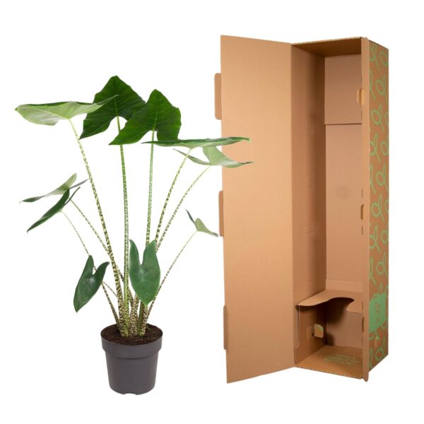 Alocasia Zebrina en pot Ø32cm. Plante verte type Alocasia Zebrina, livrée en pot, idéale pour intérieur lumineux. – Image 3