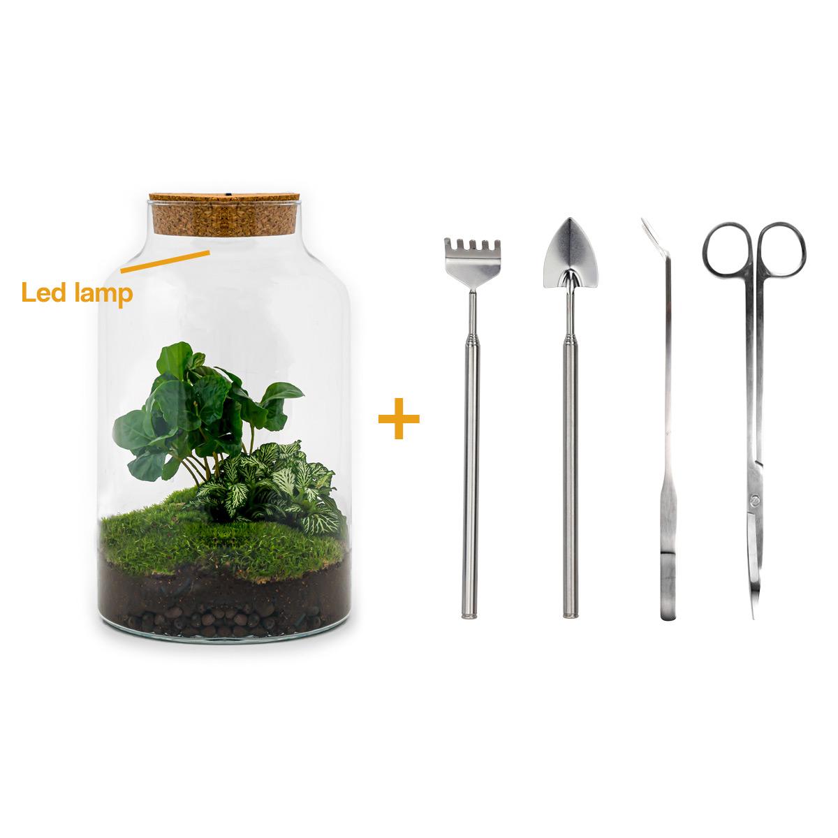 DIY terrarium en pot. Plante verte type DIY terrarium, livrée en pot, idéale pour intérieur lumineux.