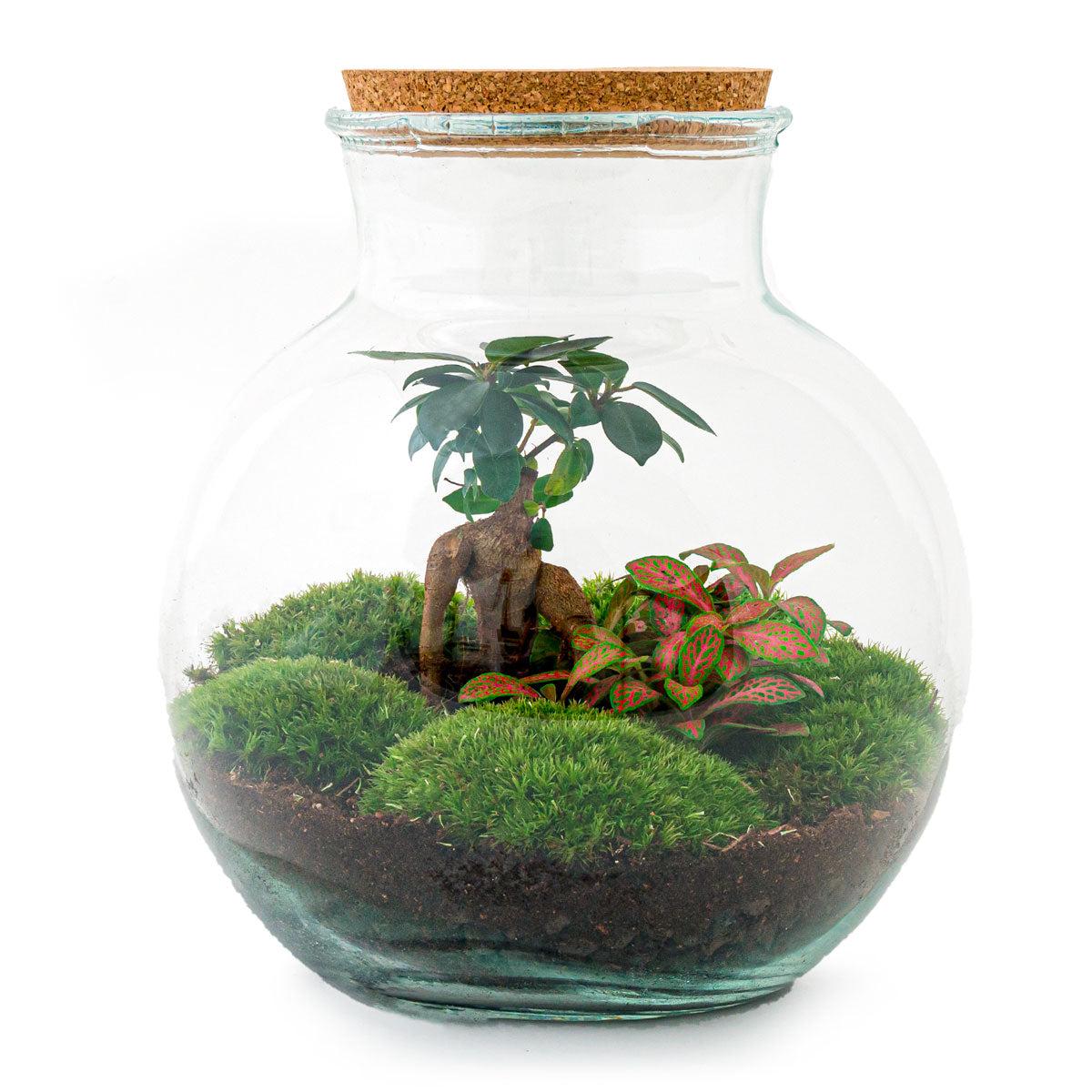 DIY terrarium en pot. Plante verte type DIY terrarium, livrée en pot, idéale pour intérieur lumineux.