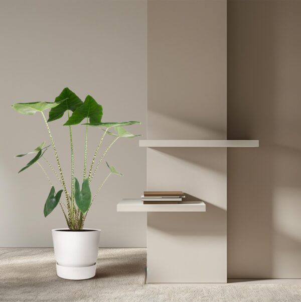 Alocasia Zebrina en pot Ø32cm. Plante verte type Alocasia Zebrina, livrée en pot, idéale pour intérieur lumineux. – Image 4