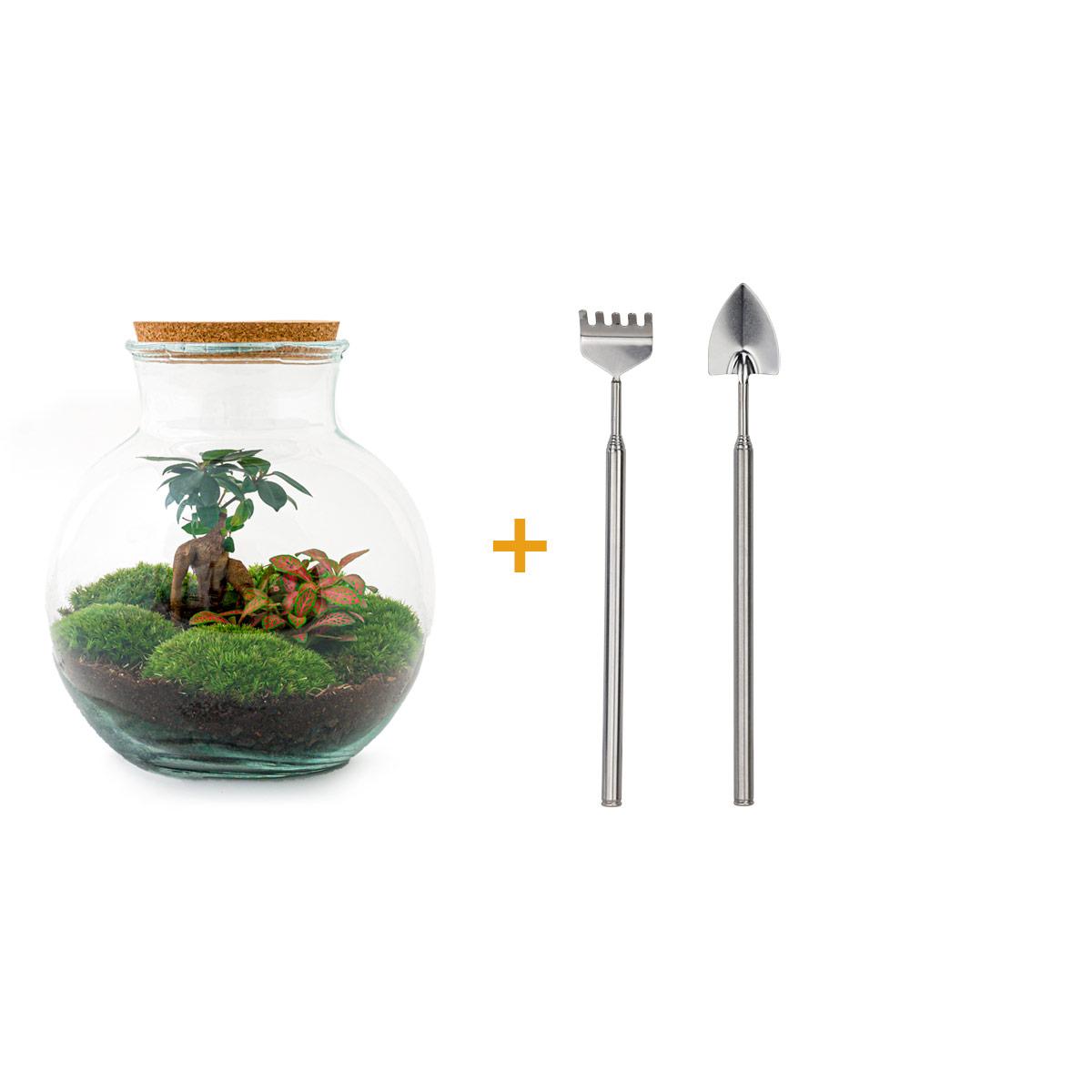 DIY terrarium en pot. Plante verte type DIY terrarium, livrée en pot, idéale pour intérieur lumineux.