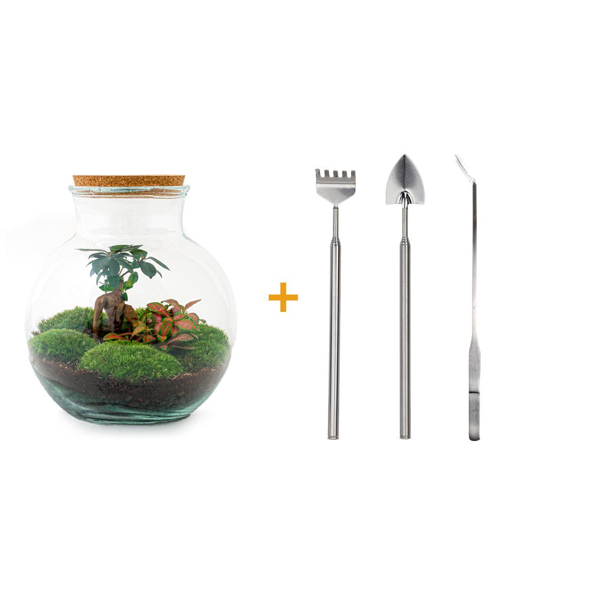 DIY terrarium en pot. Plante verte type DIY terrarium, livrée en pot, idéale pour intérieur lumineux.