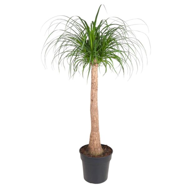 Beaucarnea stam en pot Ø32cm. Plante verte type Beaucarnea stam, livrée en pot, idéale pour intérieur lumineux.
