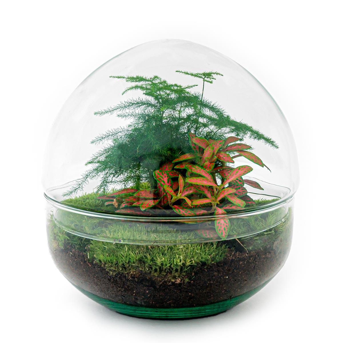 DIY terrarium en pot. Plante verte type DIY terrarium, livrée en pot, idéale pour intérieur lumineux.
