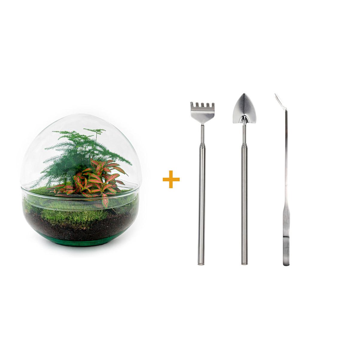 DIY terrarium en pot. Plante verte type DIY terrarium, livrée en pot, idéale pour intérieur lumineux.