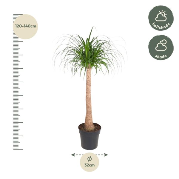 Beaucarnea stam en pot Ø32cm. Plante verte type Beaucarnea stam, livrée en pot, idéale pour intérieur lumineux. – Image 2