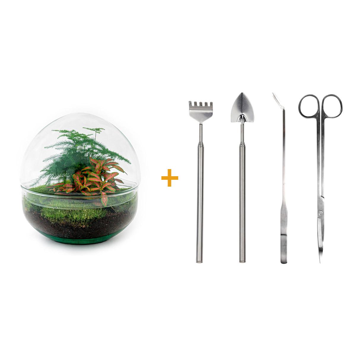 DIY terrarium en pot. Plante verte type DIY terrarium, livrée en pot, idéale pour intérieur lumineux.