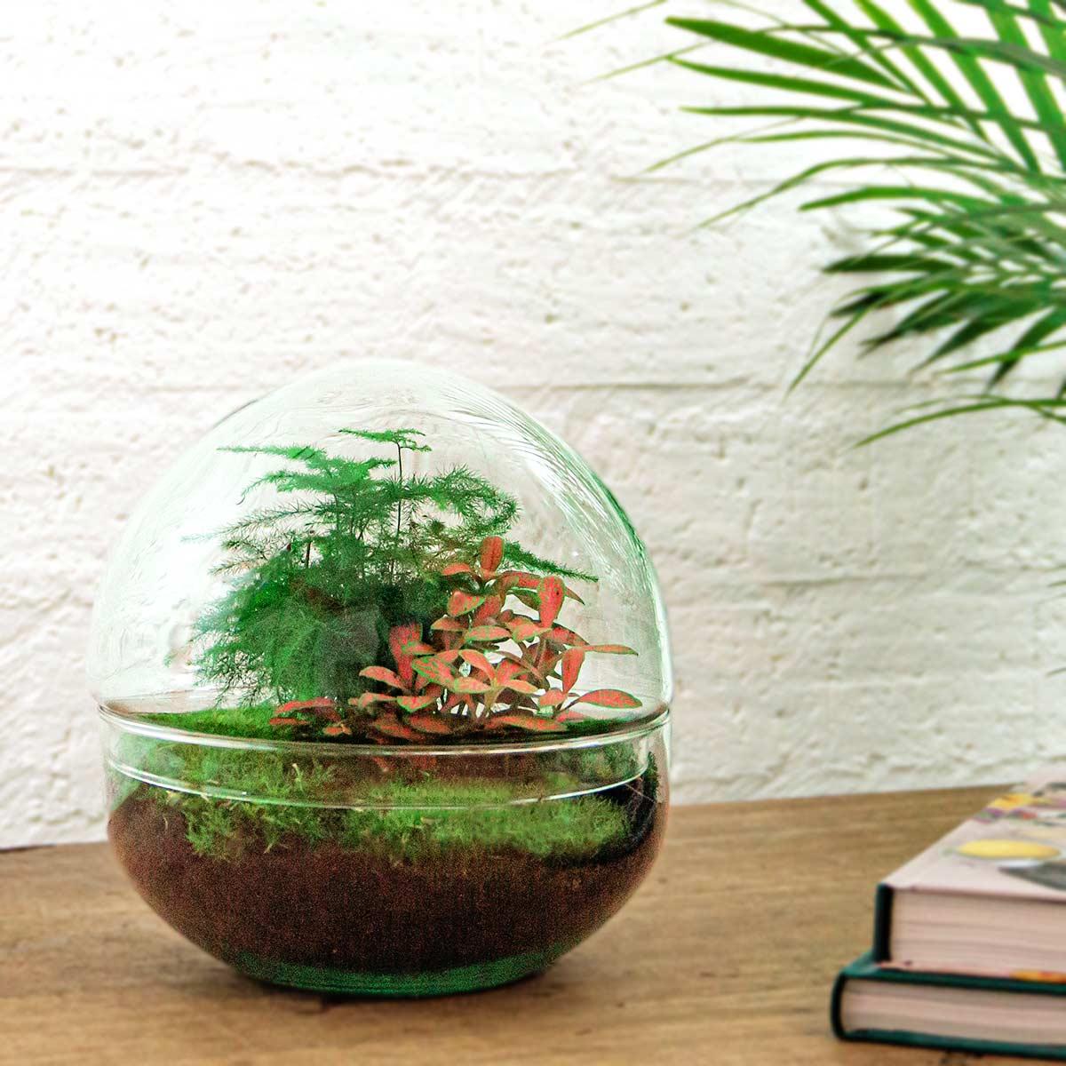 DIY terrarium en pot. Plante verte type DIY terrarium, livrée en pot, idéale pour intérieur lumineux. – Image 2