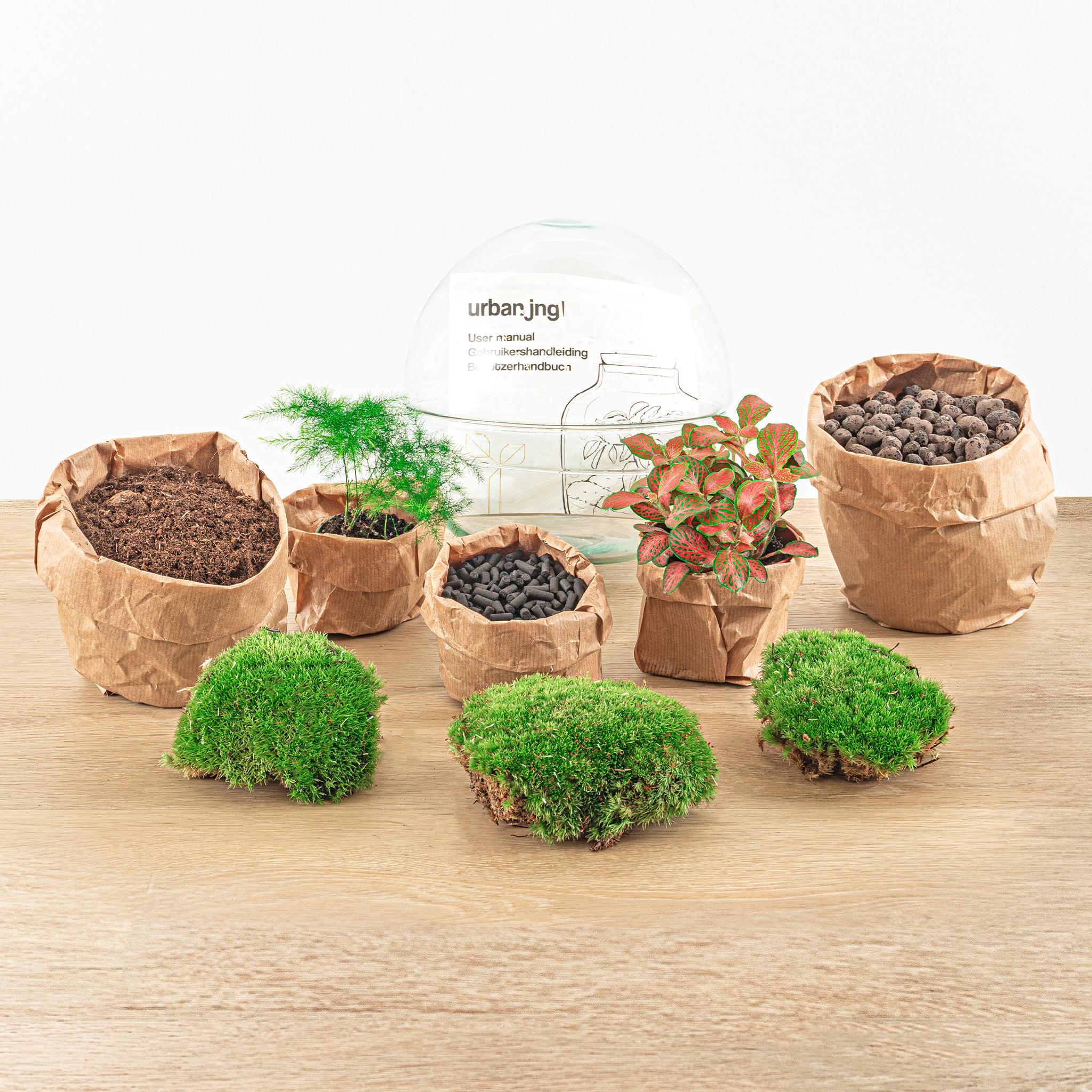 DIY terrarium en pot. Plante verte type DIY terrarium, livrée en pot, idéale pour intérieur lumineux. – Image 4