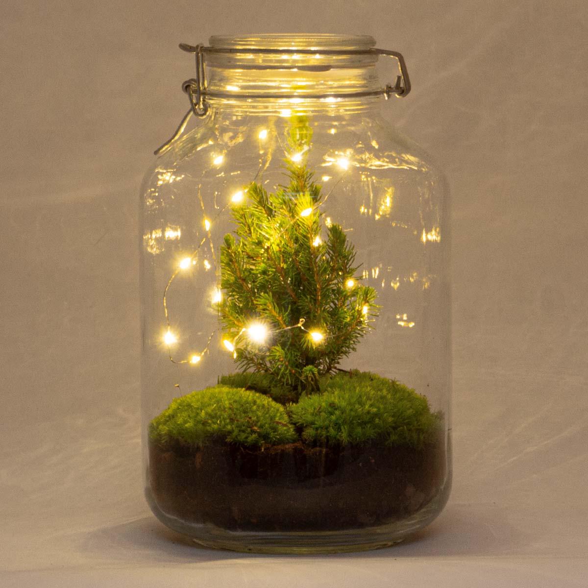 DIY terrarium en pot. Plante verte type DIY terrarium, livrée en pot, idéale pour intérieur lumineux.