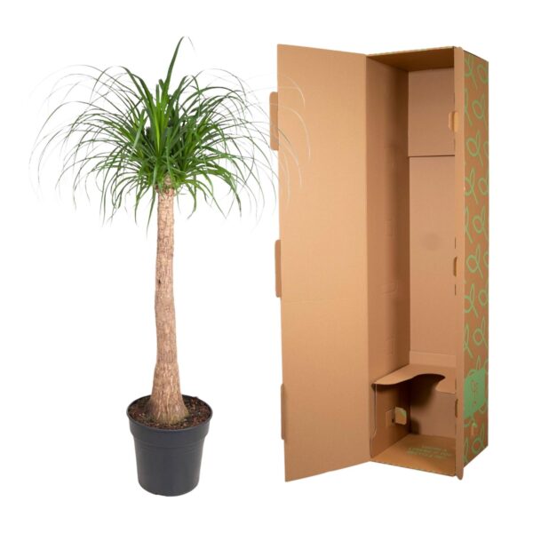 Beaucarnea stam en pot Ø32cm. Plante verte type Beaucarnea stam, livrée en pot, idéale pour intérieur lumineux. – Image 3