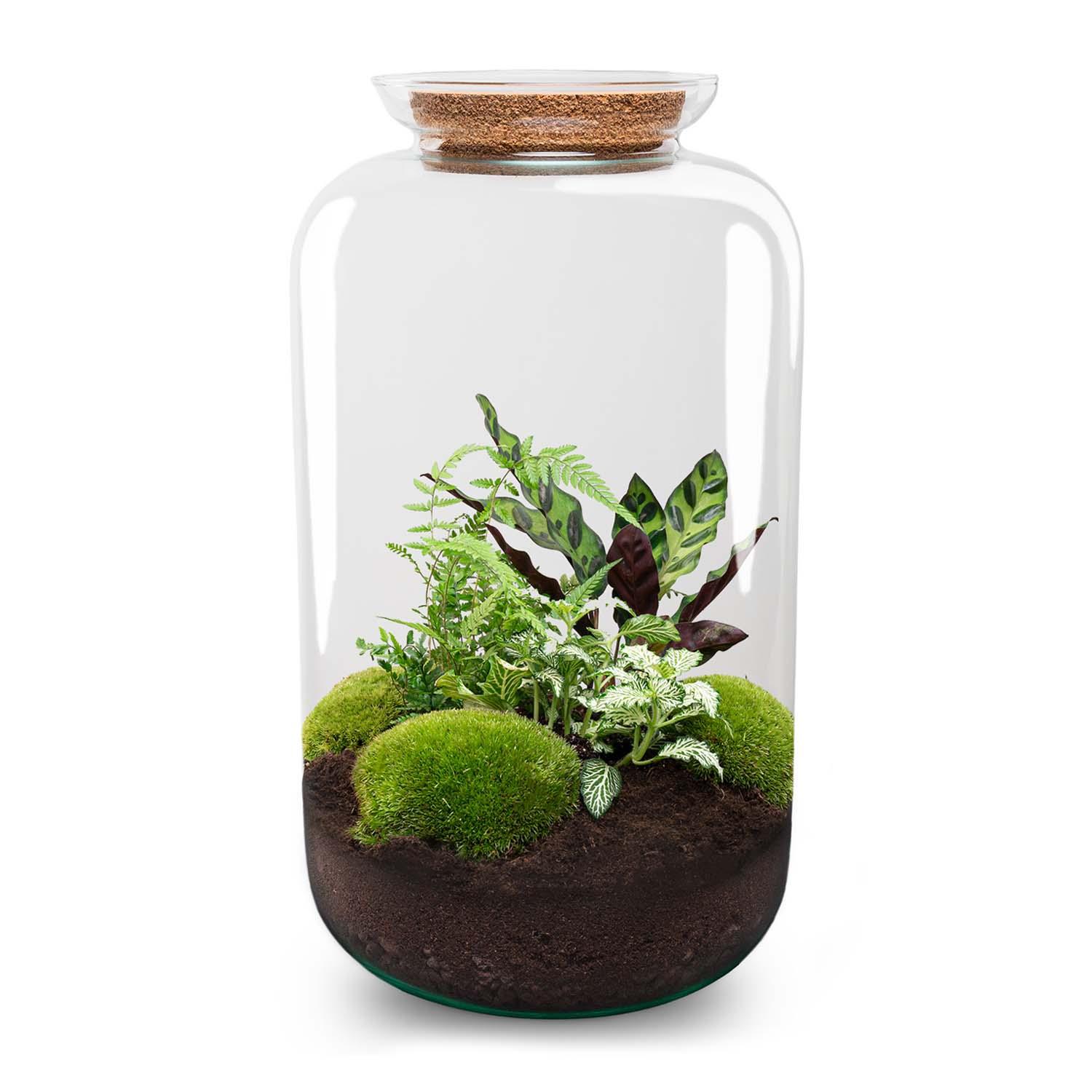 DIY terrarium en pot. Plante verte type DIY terrarium, livrée en pot, idéale pour intérieur lumineux.