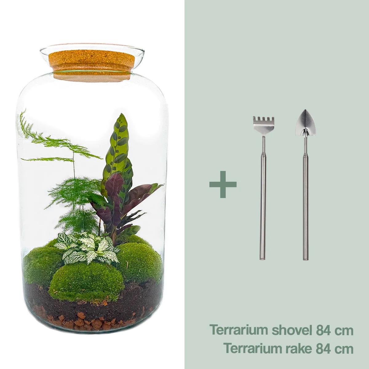DIY terrarium en pot. Plante verte type DIY terrarium, livrée en pot, idéale pour intérieur lumineux.