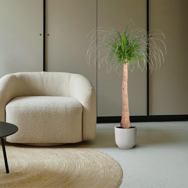 Beaucarnea stam en pot Ø32cm. Plante verte type Beaucarnea stam, livrée en pot, idéale pour intérieur lumineux. – Image 4