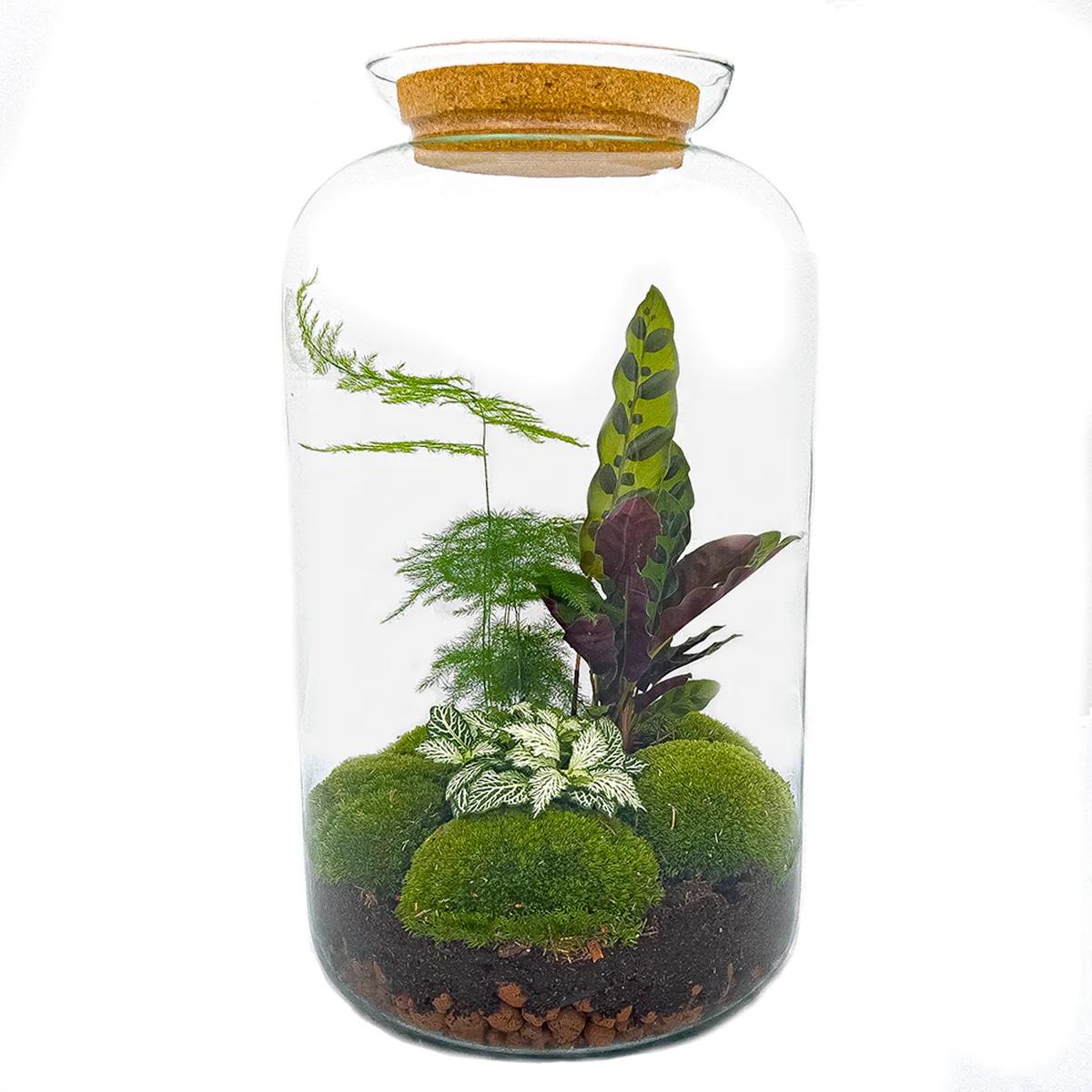 DIY terrarium en pot. Plante verte type DIY terrarium, livrée en pot, idéale pour intérieur lumineux.
