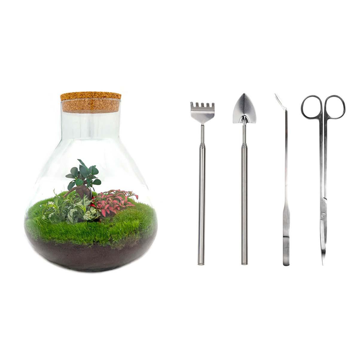 DIY terrarium en pot. Plante verte type DIY terrarium, livrée en pot, idéale pour intérieur lumineux.