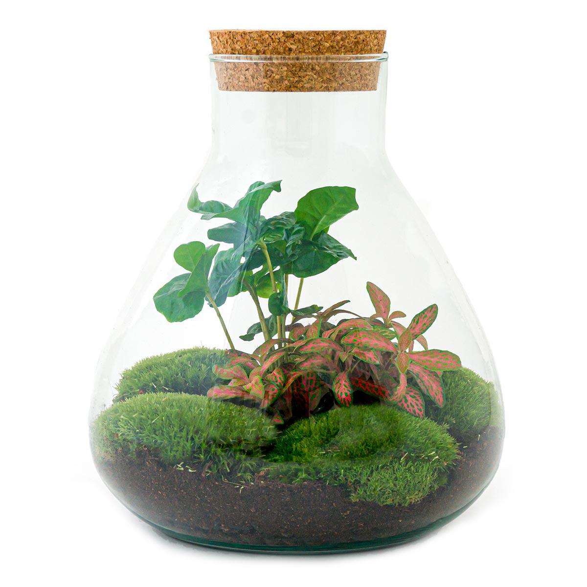 DIY terrarium en pot. Plante verte type DIY terrarium, livrée en pot, idéale pour intérieur lumineux.