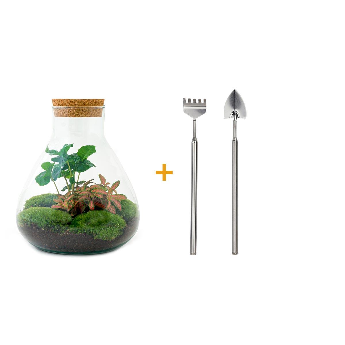 DIY terrarium en pot. Plante verte type DIY terrarium, livrée en pot, idéale pour intérieur lumineux.