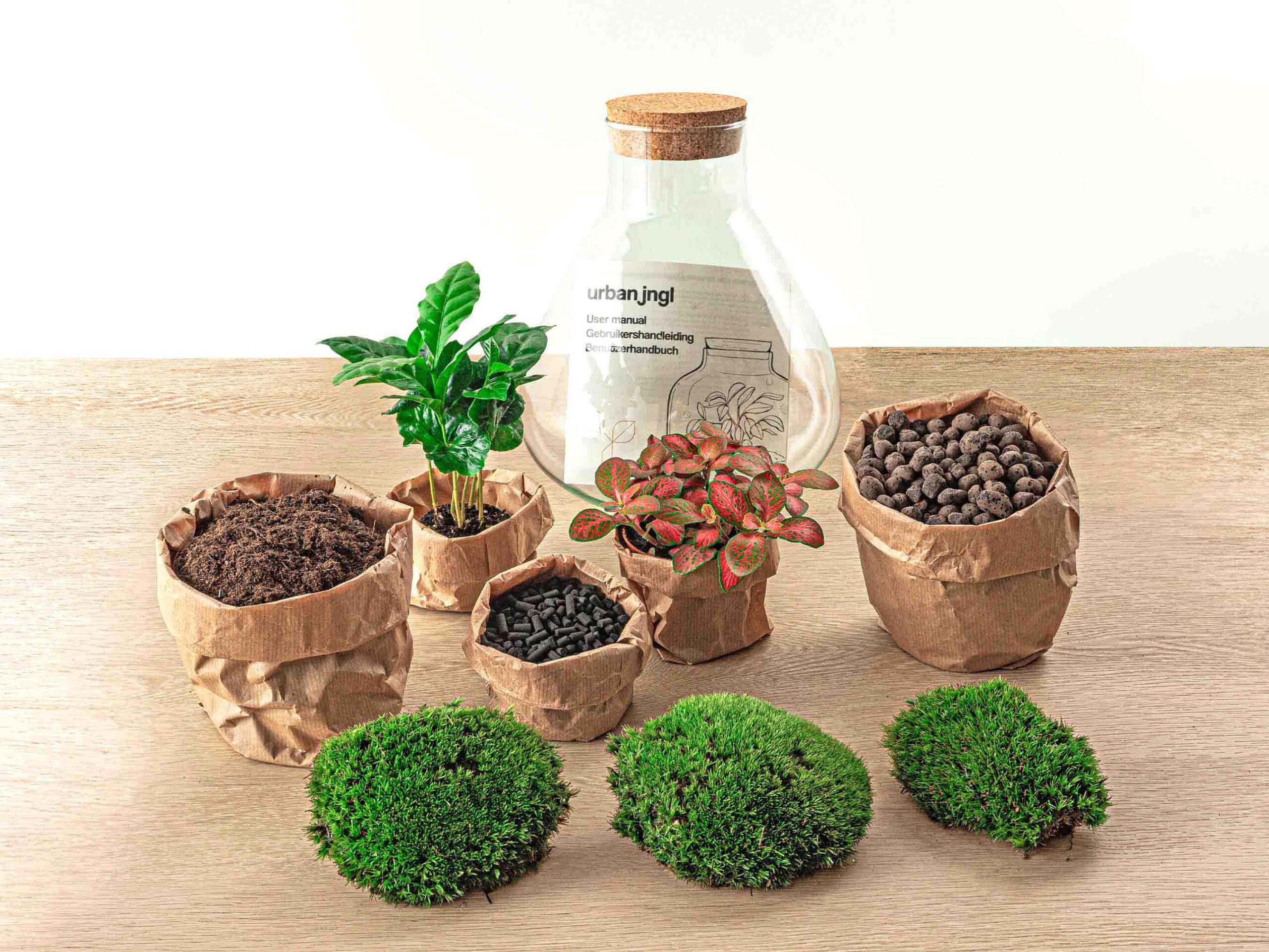 DIY terrarium en pot. Plante verte type DIY terrarium, livrée en pot, idéale pour intérieur lumineux. – Image 4