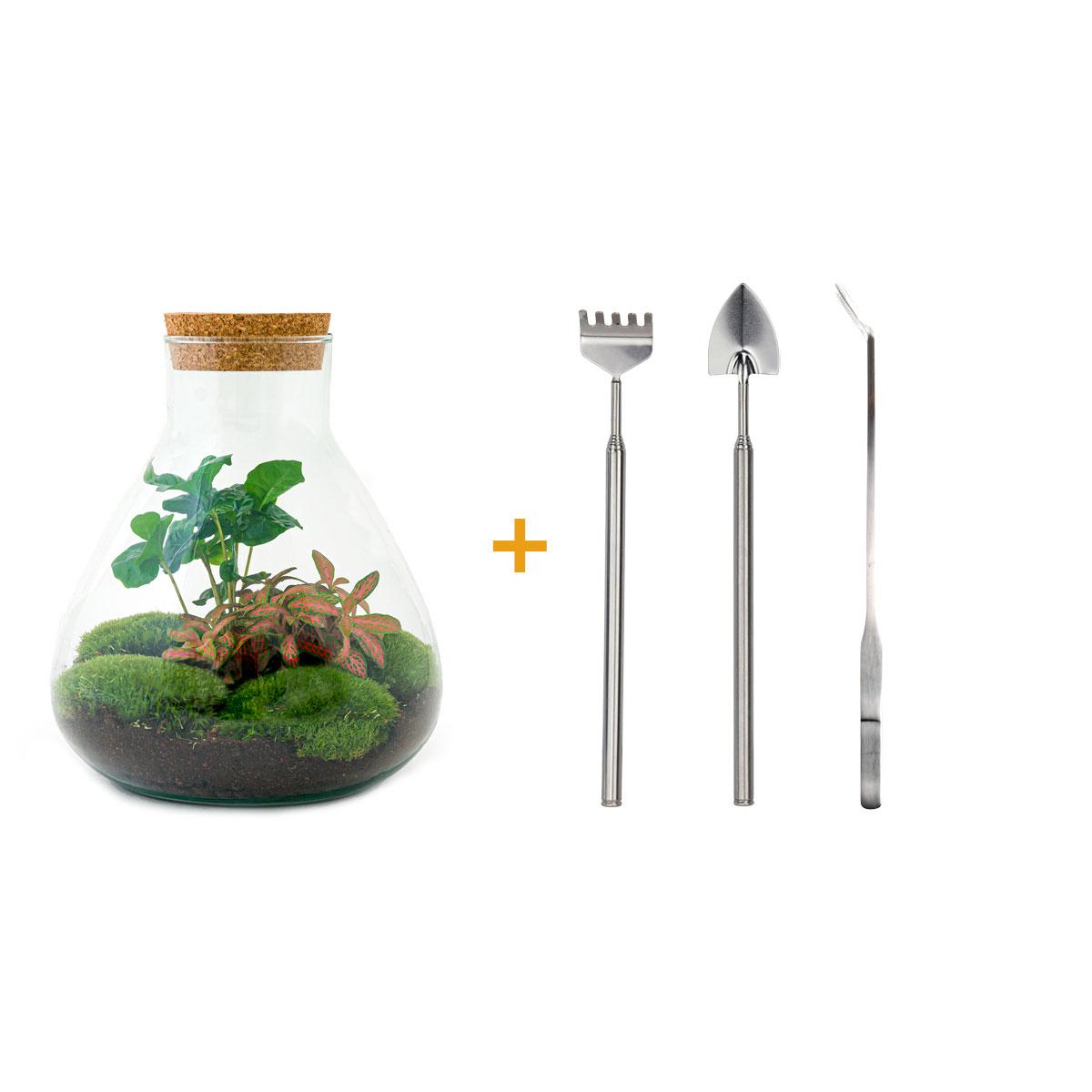 DIY terrarium en pot. Plante verte type DIY terrarium, livrée en pot, idéale pour intérieur lumineux.