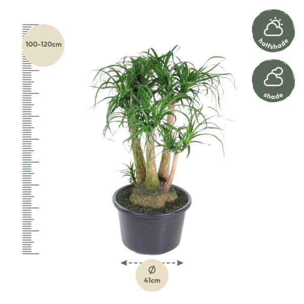 Beaucarnea vertakt en pot Ø41cm. Plante verte type Beaucarnea vertakt, livrée en pot, idéale pour intérieur lumineux. – Image 2
