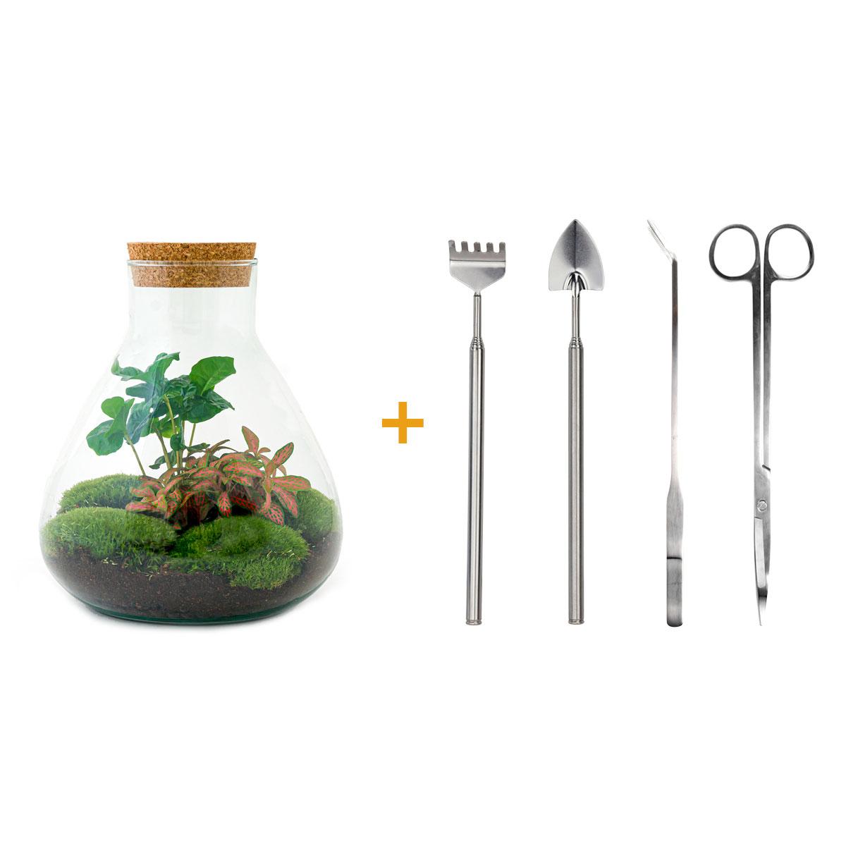 DIY terrarium en pot. Plante verte type DIY terrarium, livrée en pot, idéale pour intérieur lumineux.