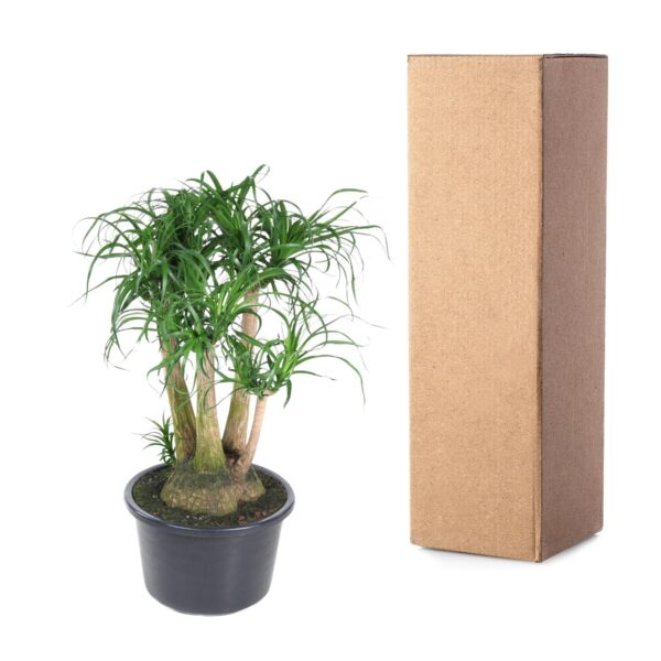 Beaucarnea vertakt en pot Ø41cm. Plante verte type Beaucarnea vertakt, livrée en pot, idéale pour intérieur lumineux. – Image 3