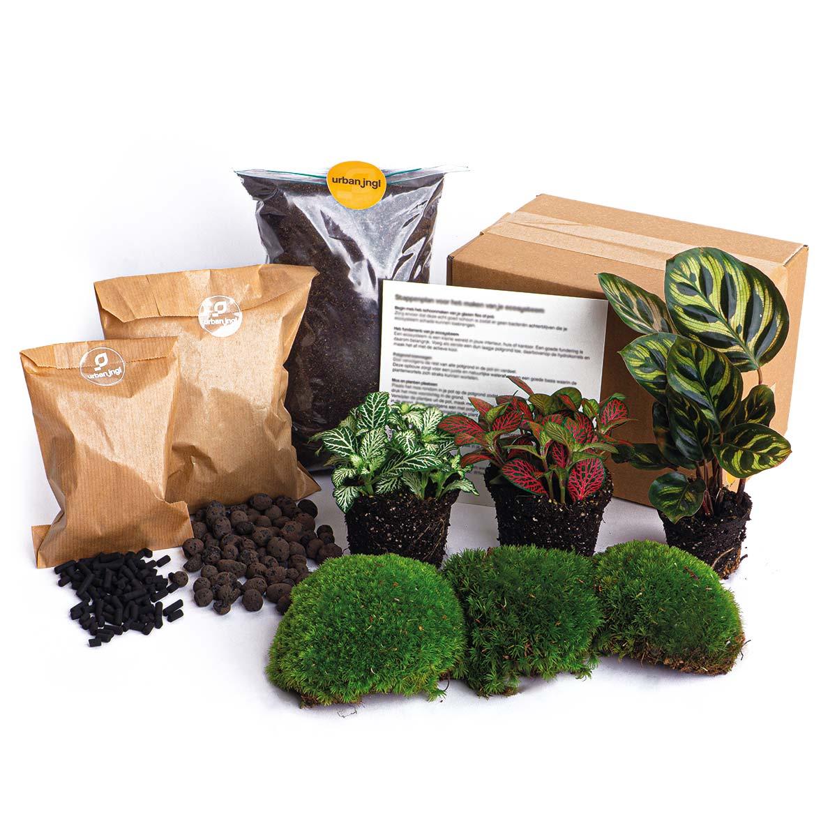 Planten terrarium pakket en pot. Plante verte type Planten terrarium pakket, livrée en pot, idéale pour intérieur lumineux.