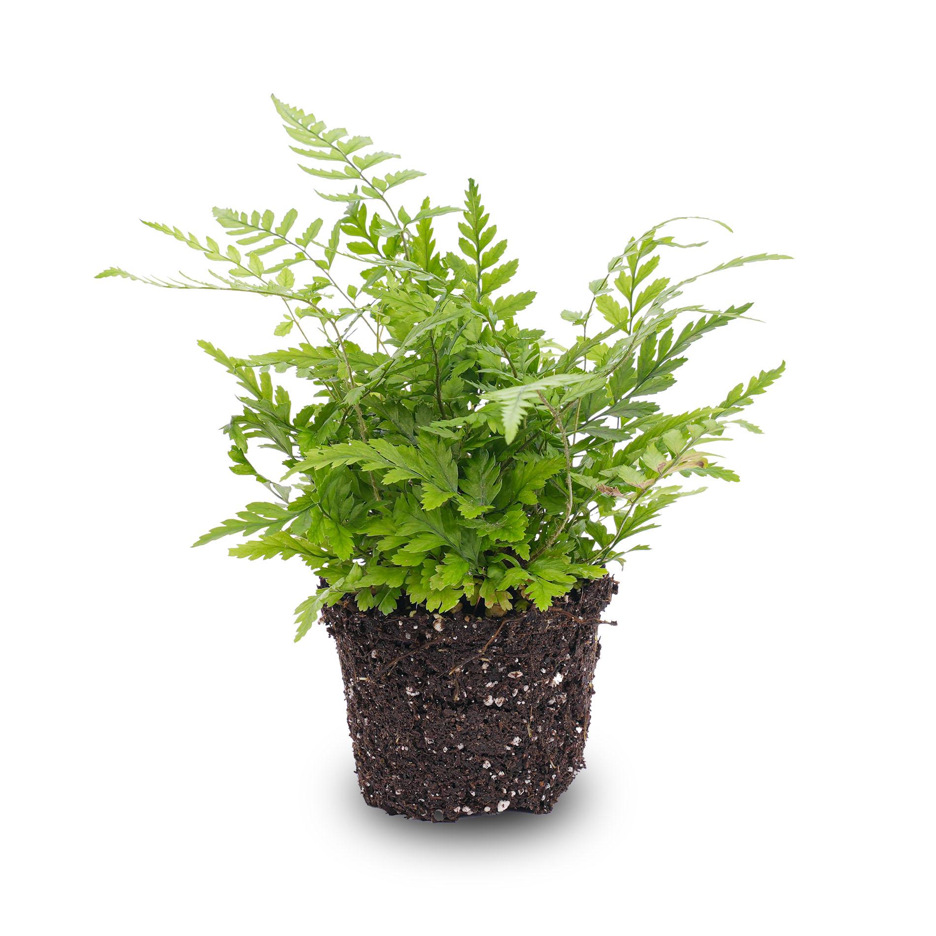 Varen en pot. Plante verte type Varen, livrée en pot, idéale pour intérieur lumineux.