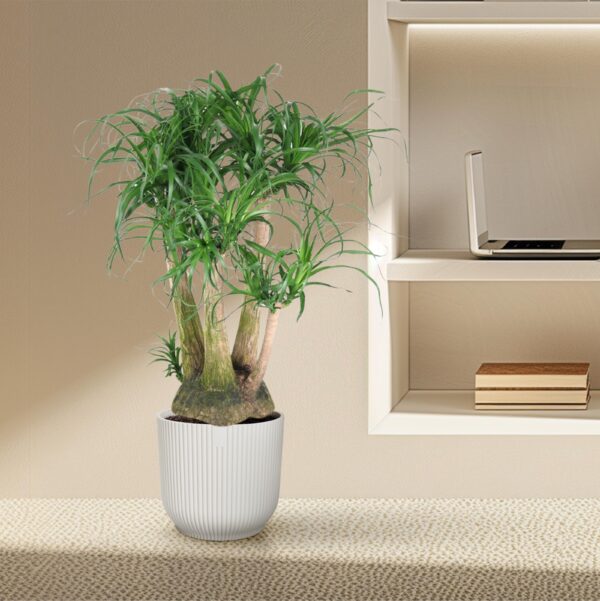 Beaucarnea vertakt en pot Ø41cm. Plante verte type Beaucarnea vertakt, livrée en pot, idéale pour intérieur lumineux. – Image 4