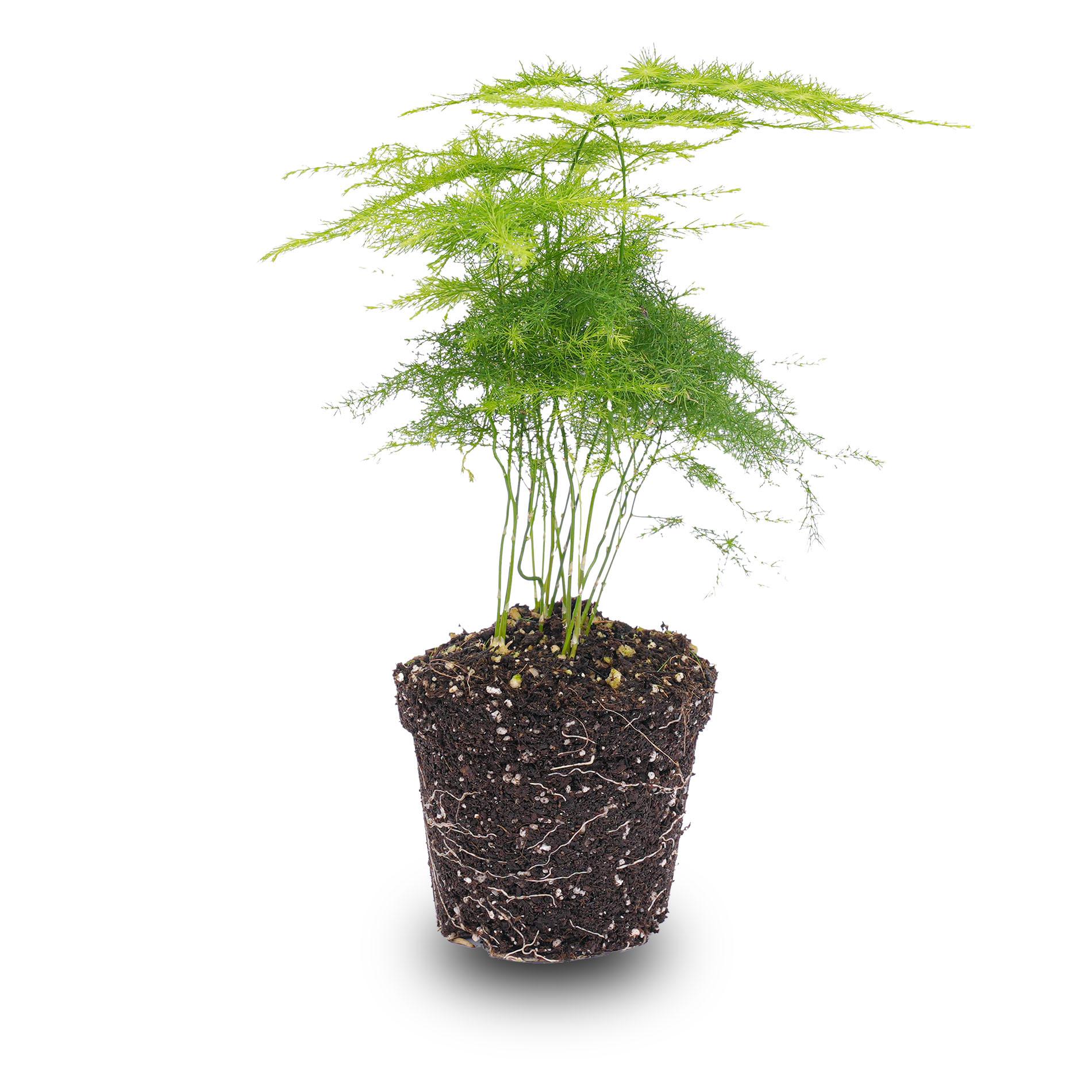 Asparagus Setaceuse Plumosus  Sierasperge en pot. Plante verte type Asparagus Setaceuse Plumosus  Sierasperge, livrée en pot, idéale pour intérieur lumineux.