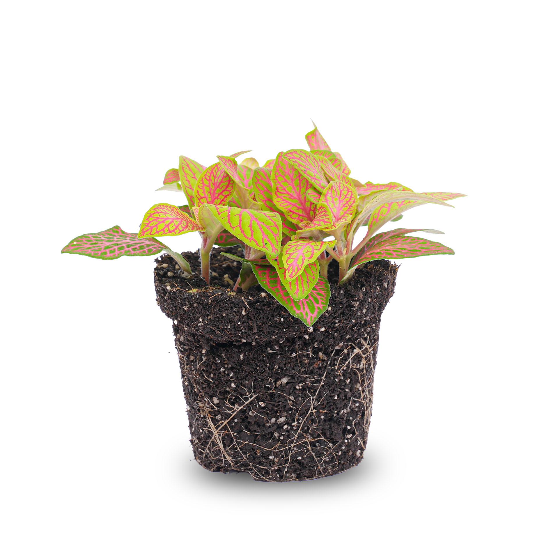 Fittonia Oranje en pot. Plante verte type Fittonia Oranje, livrée en pot, idéale pour intérieur lumineux.