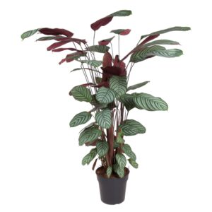 Calathea Oppenheimiana en pot Ø27cm. Plante verte type Calathea Oppenheimiana, livrée en pot, idéale pour intérieur lumineux.
