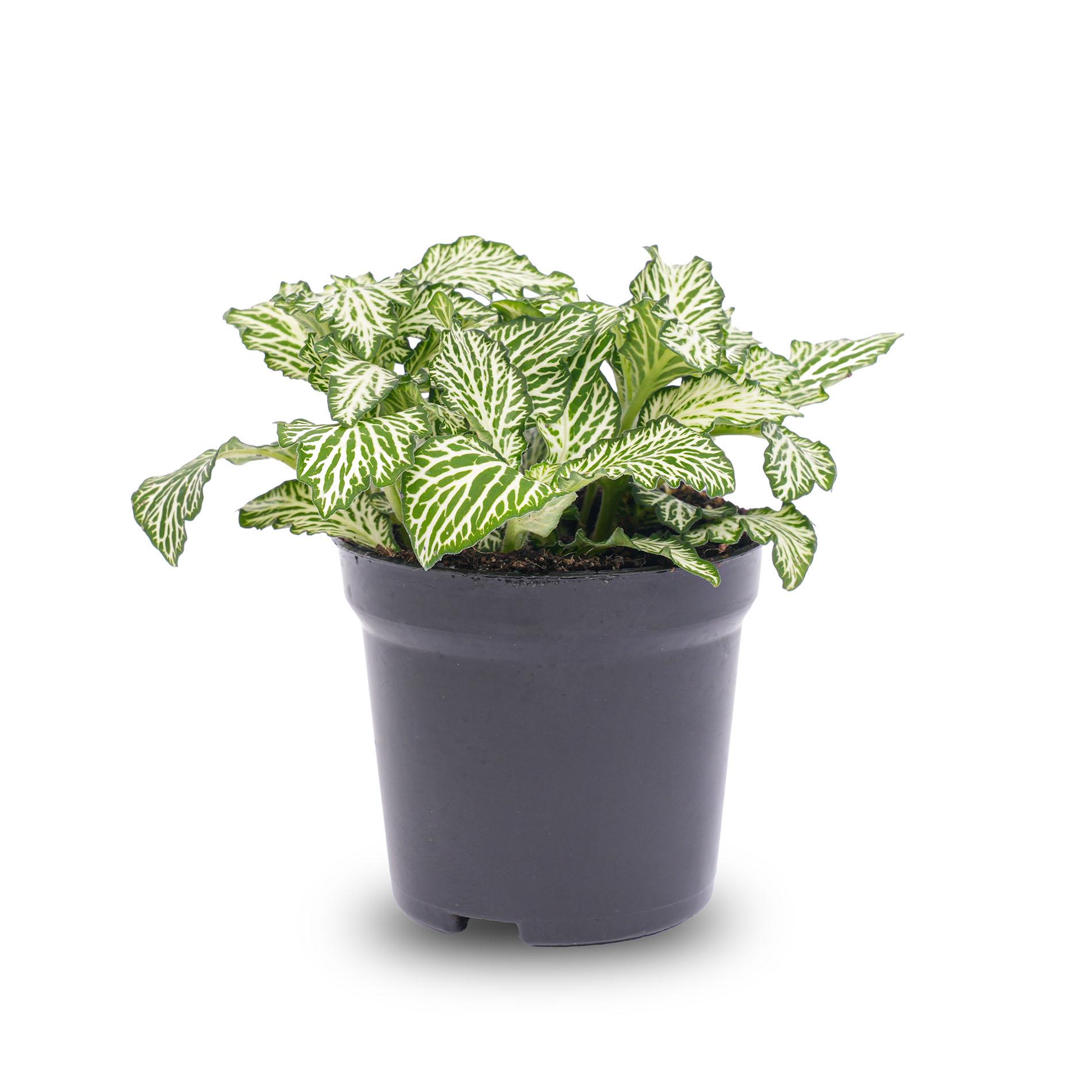 Fittonia Wit en pot. Plante verte type Fittonia Wit, livrée en pot, idéale pour intérieur lumineux. – Image 2