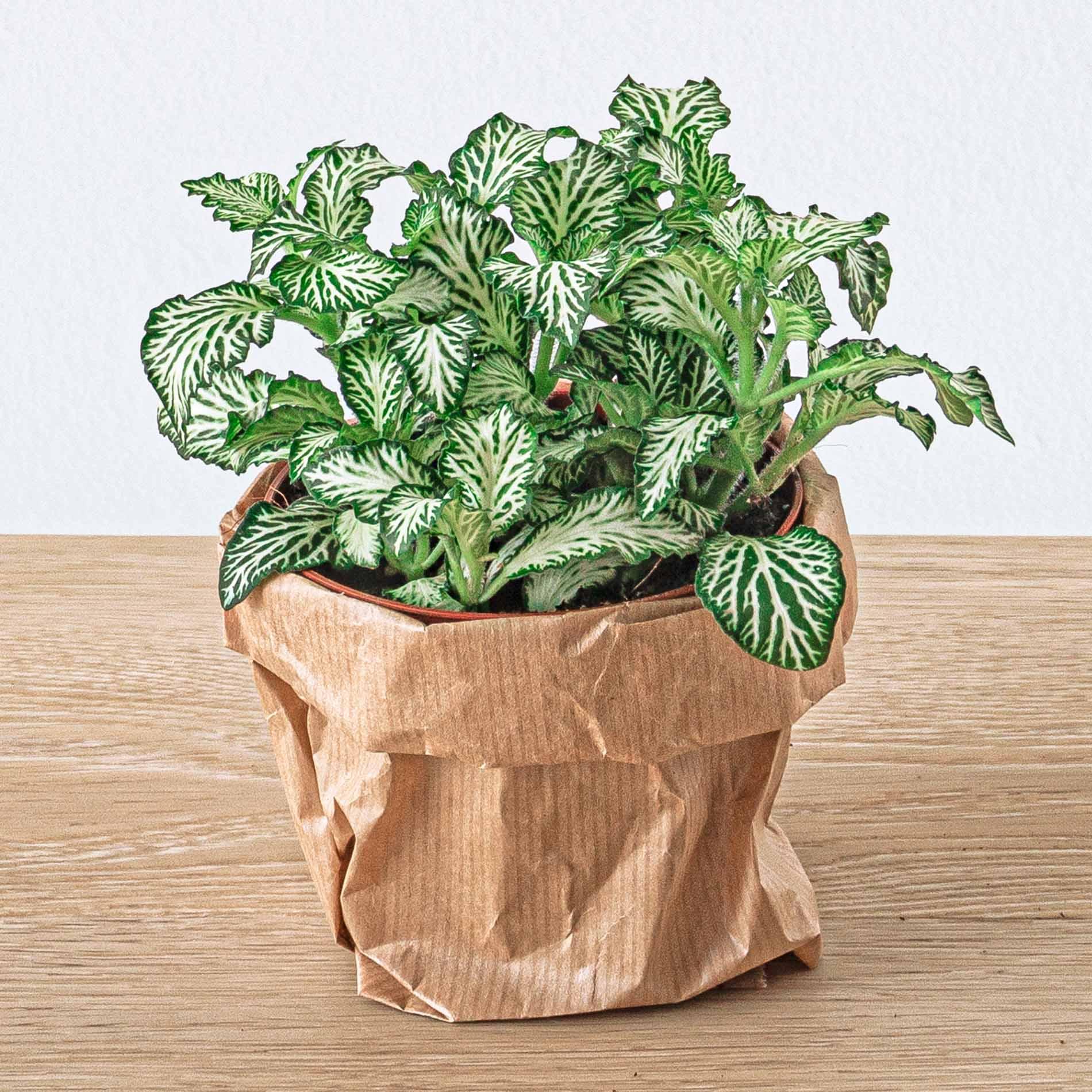 Fittonia Wit en pot. Plante verte type Fittonia Wit, livrée en pot, idéale pour intérieur lumineux. – Image 3