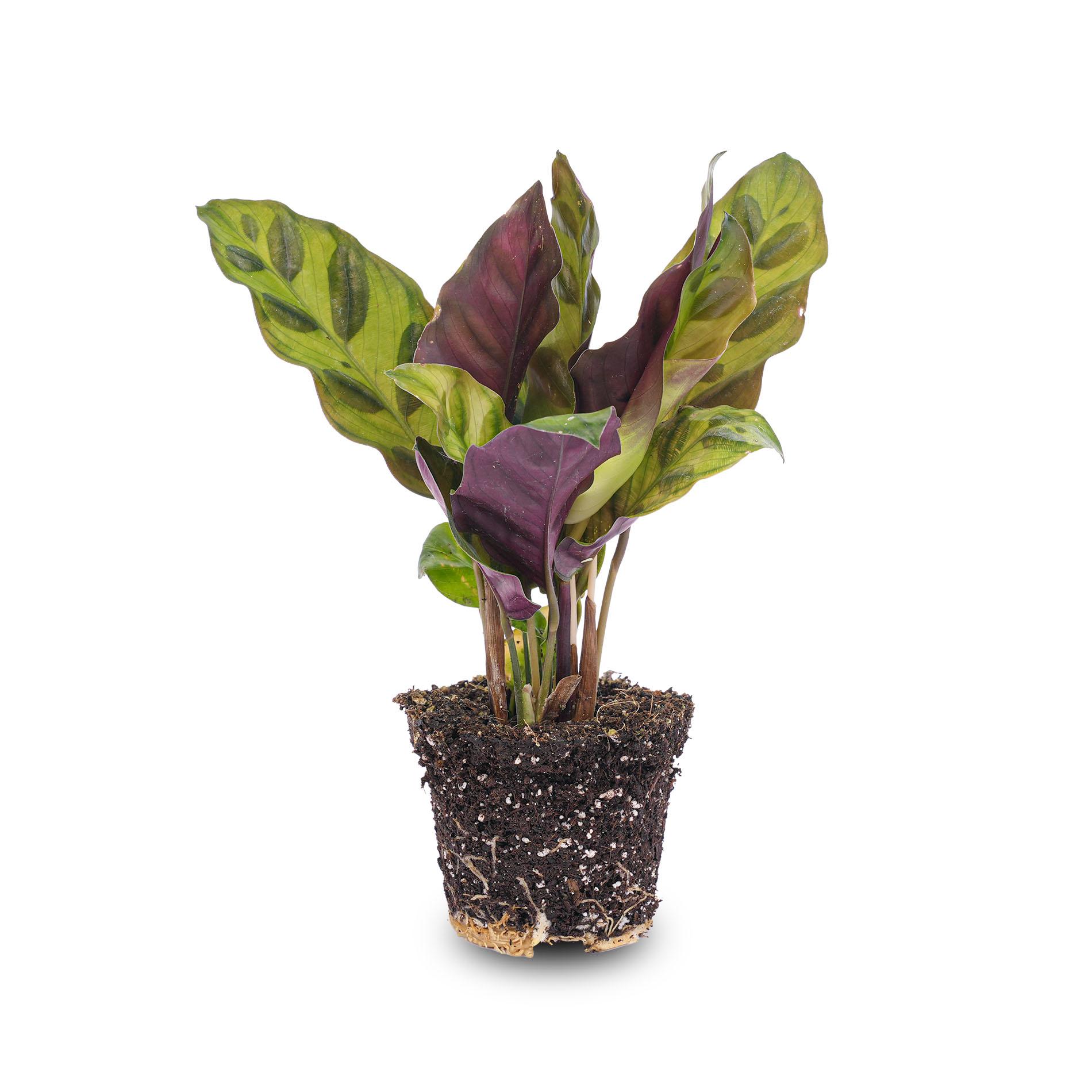 Calathea Lancifolia en pot. Plante verte type Calathea Lancifolia, livrée en pot, idéale pour intérieur lumineux.