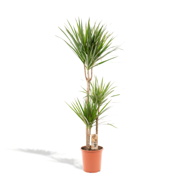 Dracaena Marginata en pot Ø21cm  Hauteur 120cm. Plante verte type Dracaena Marginata, livrée en pot, idéale pour intérieur lumineux.