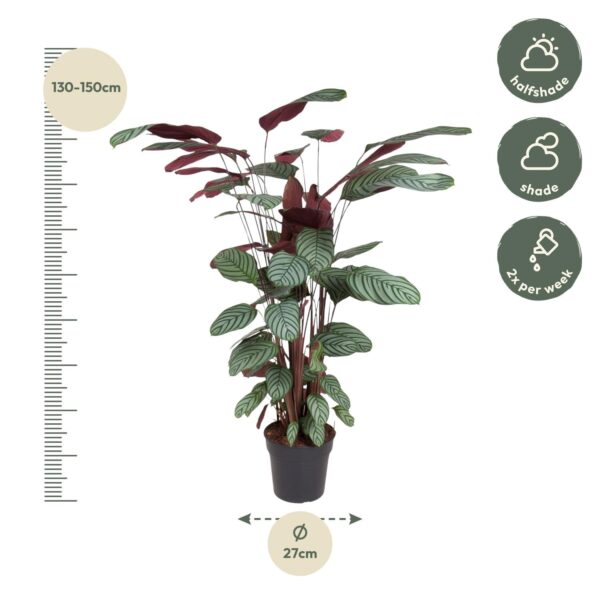 Calathea Oppenheimiana en pot Ø27cm. Plante verte type Calathea Oppenheimiana, livrée en pot, idéale pour intérieur lumineux. – Image 2